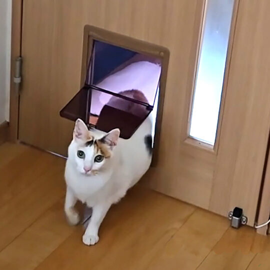 ペットドア施工 猫を閉じ込めない住まいへ
