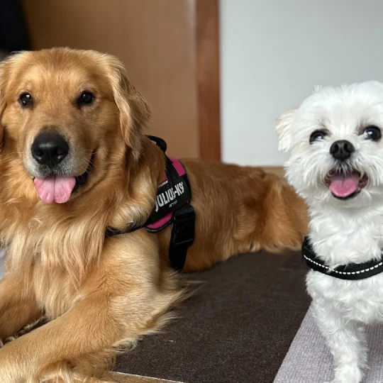 保護犬をお迎えする為の脱走防止柵、ペットゲージ